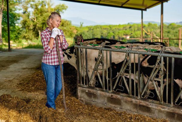 Фермерка працює на фермі з молочними коровами
 - Фото, зображення