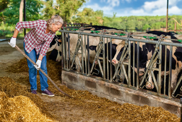Farmer woman is working on farm with dairy cows - Foto, Bild