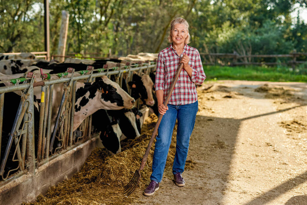 Agricoltore donna sta lavorando in azienda con vacche da latte - Foto, immagini