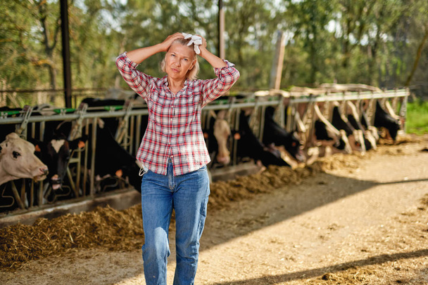 Фермерка працює на фермі з молочними коровами
 - Фото, зображення