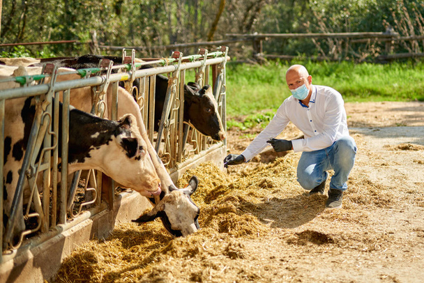 Mannelijke koe dierenarts op boerderij neemt analyses - Foto, afbeelding
