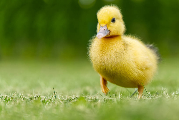 Small newborn ducklings walking on backyard on green grass. Yellow cute duckling running on meadow field on sunny day. - Photo, Image