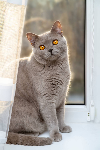 Krásná britská šedá kočka s oranžovýma očima sedící na parapetu - Fotografie, Obrázek