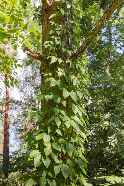 Стебли винограда с веревкой из зеленых листьев вдоль ствола дерева на фоне других деревьев в лесу - Фото, изображение