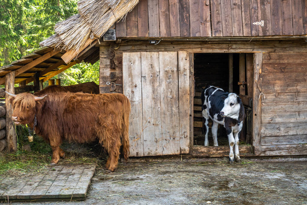 Le mucche pascolano negli altopiani - Foto, immagini