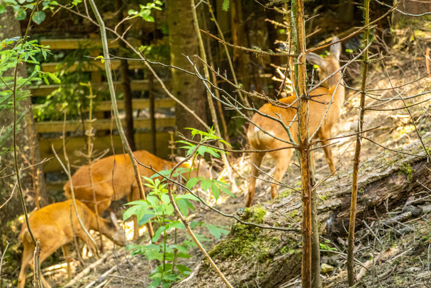 Hirsche grasen im Hochland - Foto, Bild