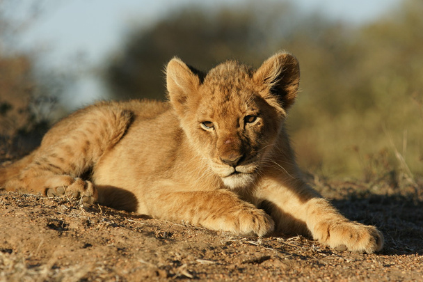 Leeuw cub - Foto, afbeelding