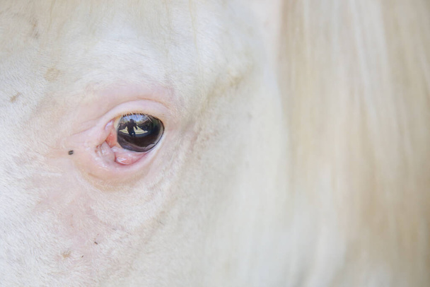 White horse eye close up - Photo, Image