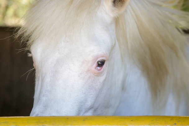 λευκό μάτι αλόγου κοντά - Φωτογραφία, εικόνα