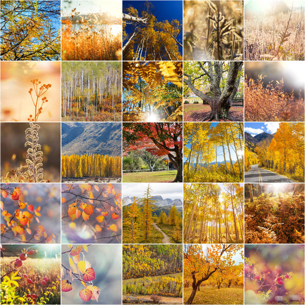 オレンジと黄色の秋のコラージュ。秋の背景. - 写真・画像