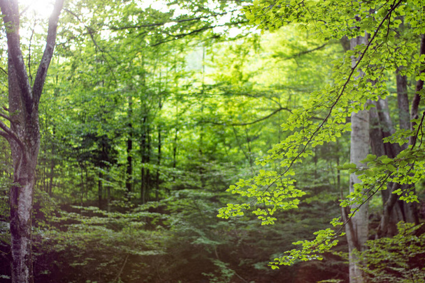 Yazın yaprakların arasından güneş ışınlarını saçan manzaralı orman. - Fotoğraf, Görsel
