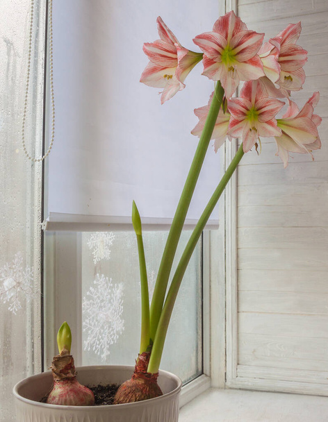 Квітка Гіппеастрюм (Амарілліс) Діамантова група "Казка" на вікні взимку - Фото, зображення