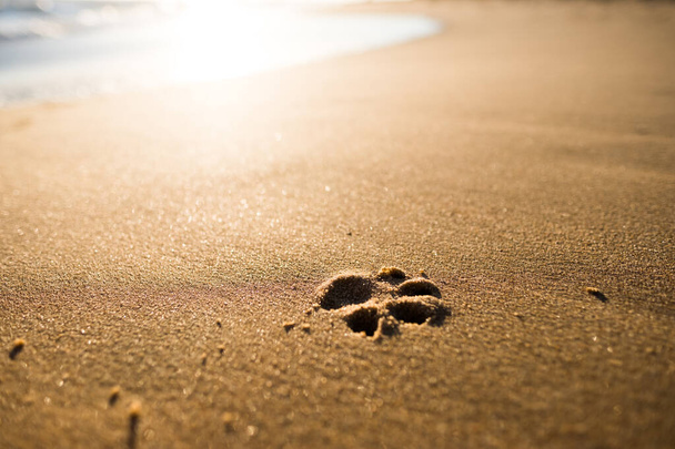 A dog's footprint on the beach at sunset - Photo, Image