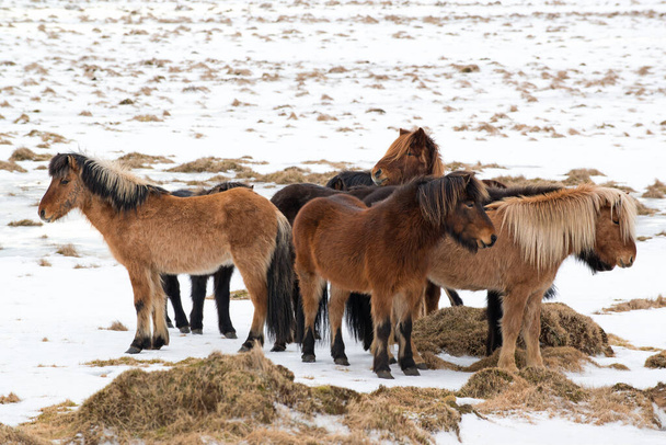 Los caballos islandeses disfrutan uno contra el otro en invierno, Islandia - Foto, Imagen