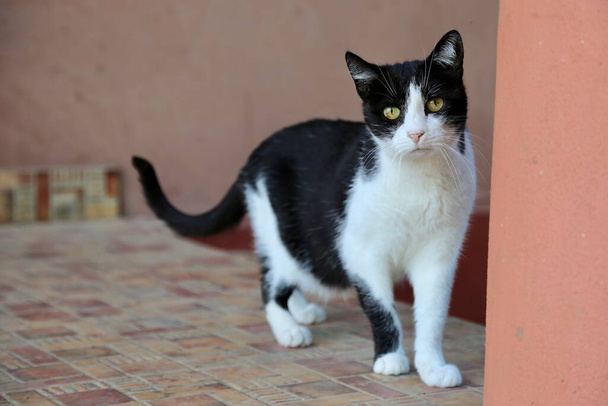 Chat noir et blanc vieillissant avec des yeux tachetés assis à quatre pattes sur la terrasse, regardant la caméra - Photo, image