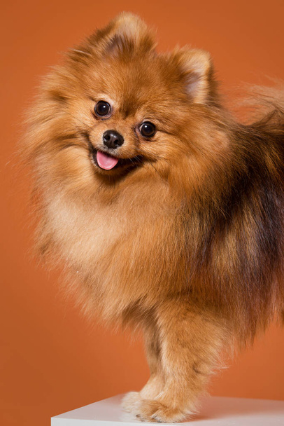 Adorable, furry spitz on a orange background - Photo, Image