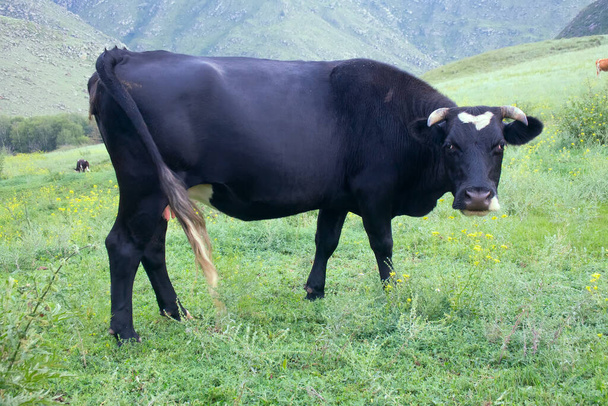 Cattle-breeding. Young cow (calf) on mountain meadows of Altai - 写真・画像