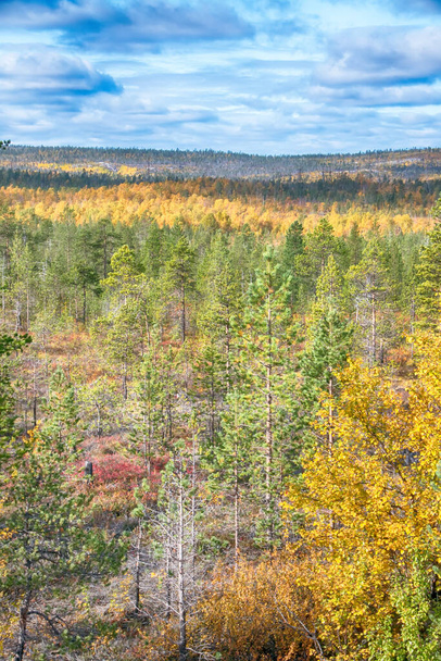 Mellow autumn. Midst of autumn in Boreal coniferous forests (taiga) with admixture of birch and aspen. Scandinavia, Lapland - Fotografie, Obrázek