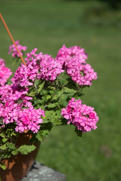 Pot with garden flowers verbena pink.Vertical placement - Photo, Image