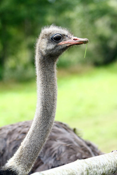 Hermoso avestruz en la granja - Foto, imagen