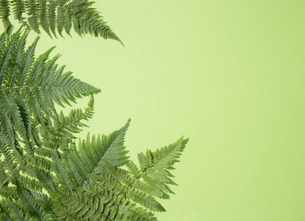 Fern leaves on a green background.Horizontal placement. Place for copy space - Photo, Image