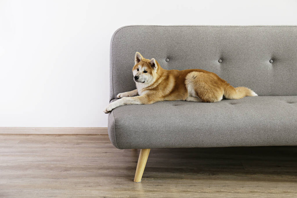 グレーのテキスタイルソファに寝そべっている9ヶ月の日本の秋田犬の肖像。家でリラックスして幸せと面白い大きな品種の犬。閉じ、スペースをコピー. - 写真・画像