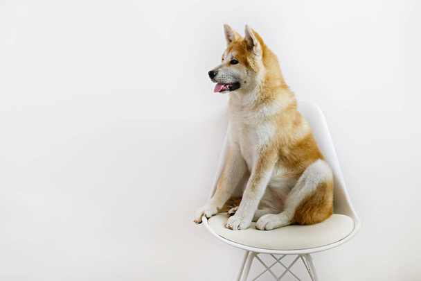 Portrait of nine months old japanese akita inu sitting on a chair near white wall. Happy and funny big breed dog relaxing at home. Close up, copy space. - 写真・画像