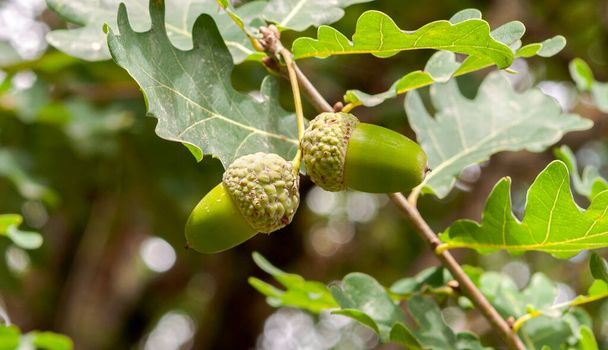 Lehtiä ja hedelmiä Common Oak, Quercus robur. Kuva otettu Mimizanissa, Landesin departementissa, Ranskassa - Valokuva, kuva