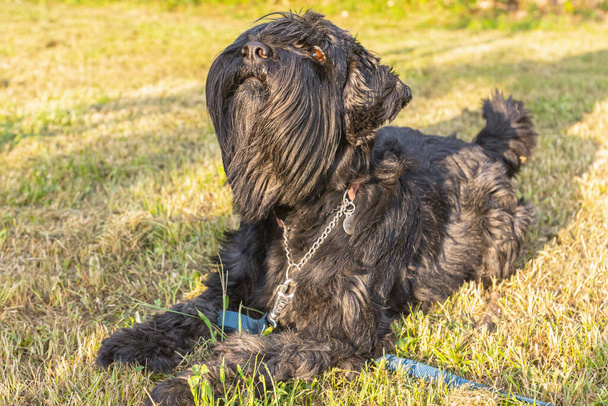 Poslušný mladý čistokrevný černý standard knírač pes viděn venku v letní den - Fotografie, Obrázek