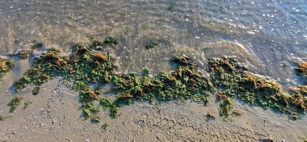 cesenatico rimini strand algákkal borítva augusztusban. - Fotó, kép