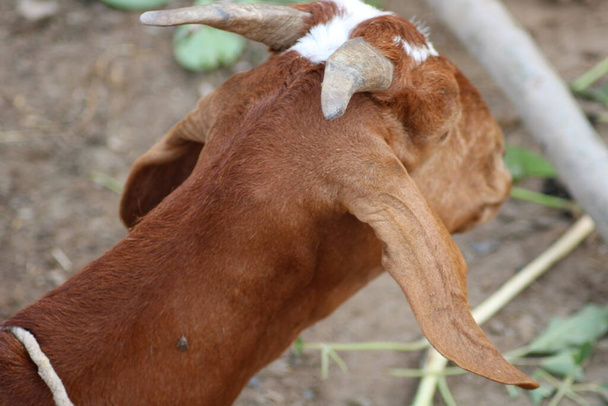 Goat from indian breed of goat a dairy animal - Photo, Image
