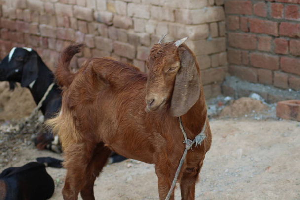 Goat from indian breed of goat a dairy animal - Photo, Image