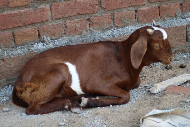 Chèvre de race indienne de chèvre un animal laitier - Photo, image