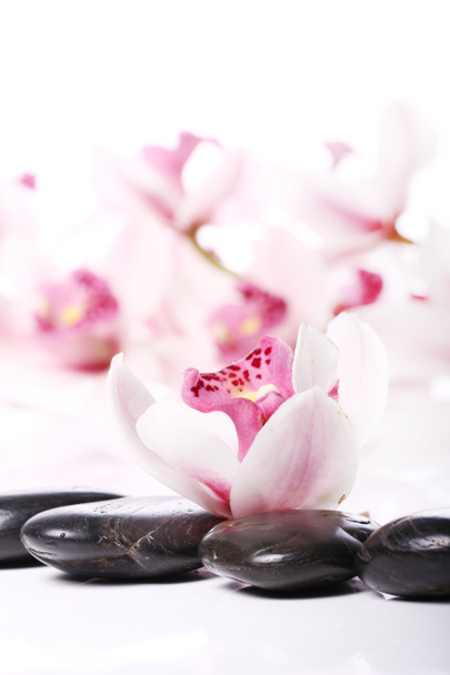 Piedras de spa y hermosa orquídea sobre fondo blanco - Foto, Imagen