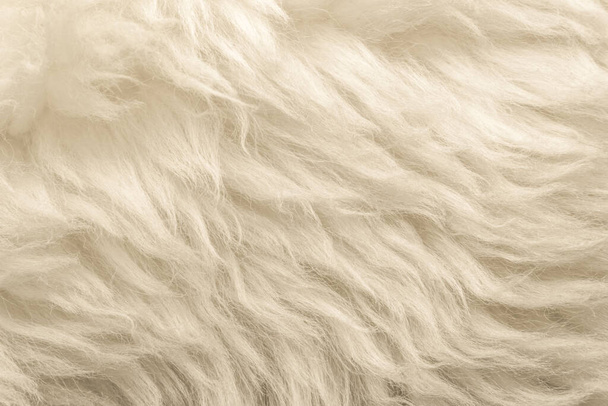 Λευκή αφράτη υφή μαλλιού, φυσικό φόντο μαλλιού, υφή γούνας close-up για τους σχεδιαστές, ανοιχτό μακρύ τρίχωμα anima - Φωτογραφία, εικόνα