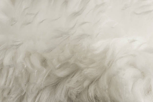 White fluffy wool texture, natural wool background, fur texture close-up for designers, light long fur anima - Photo, Image