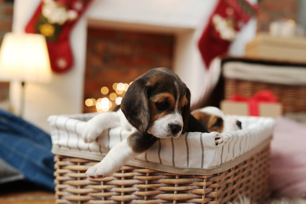 Cachorros en la cesta durante la Nochebuena - Foto, imagen