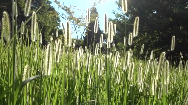 Fluffy spikelets of tall grass. Close-up. The breeze flutters the stems, the sun illuminates. A quiet meadow surrounded by trees. Summer. - Footage, Video