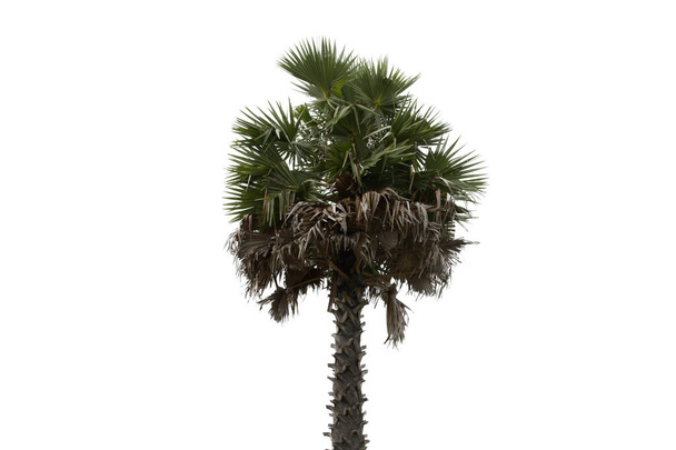Beyaz arkaplanda izole edilmiş eski bir palmiye ağacı. - Fotoğraf, Görsel