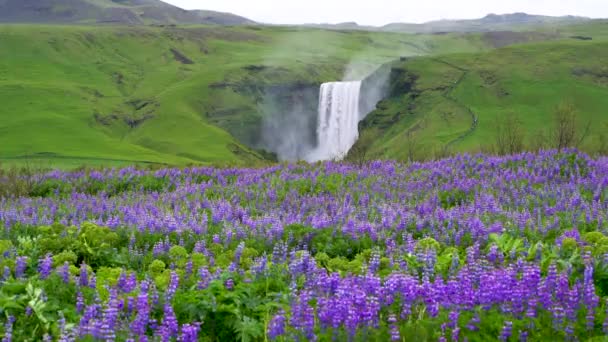 Wodospad Skogafoss w Islandii latem. - Materiał filmowy, wideo