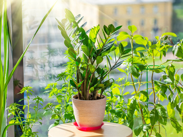 Zamioculcas planta en una maceta sobre una mesa en un invernadero de verano de un apartamento residencial iluminado por el sol brillante, sobre el fondo de las casas y la ciudad - Foto, imagen