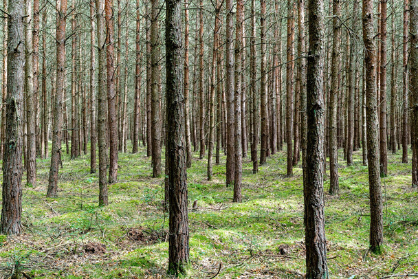 Una vista de los interminables bosques de coníferas en el Parque Nacional Mueritz en el norte de Alemania - Foto, Imagen