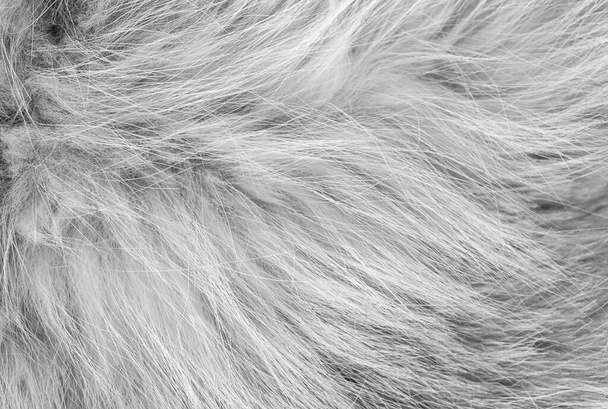 White fluffy sheep wool texture, plush natural wool background, fur texture close-up for designer - Photo, Image