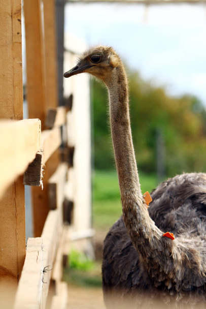 Prachtige struisvogel op de boerderij - Foto, afbeelding