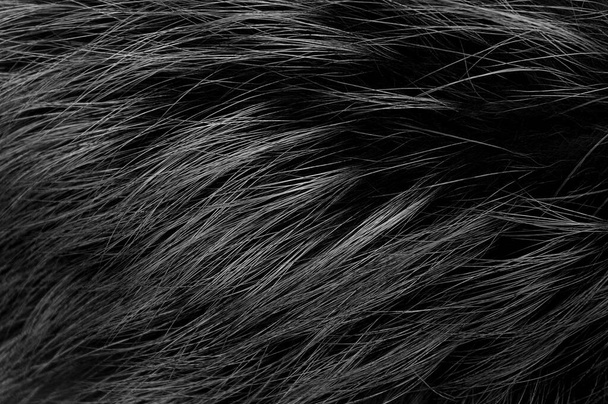 Черный белый фон текстуры натуральной шерсти животного, серый плюш, текстура темно-пушистого меха, черная белая длинная шерсть, темный ковер, крупный план - Фото, изображение