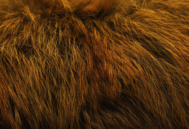 Коричнева тварина натуральна вовняна текстура фон, помаранчевий плюшевий, текстура жовтого пухнастого хутра, імбирне біле довге вовняне пальто, крупним планом
 - Фото, зображення