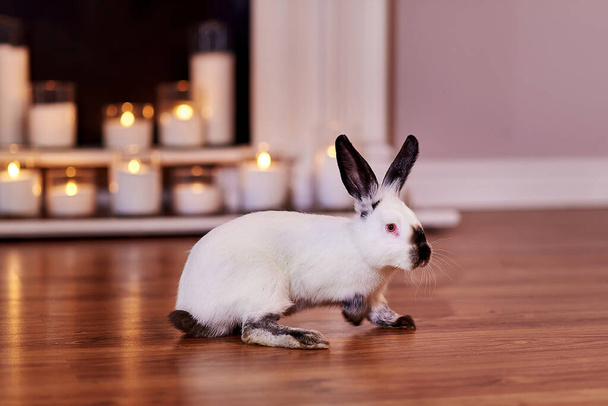 Prachtig californiaans konijnenras poseert binnen met warm achtergrondlicht - Foto, afbeelding