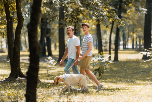 selective focus of father and teenager son looking at camera while walking in park with golden retriever  - Valokuva, kuva