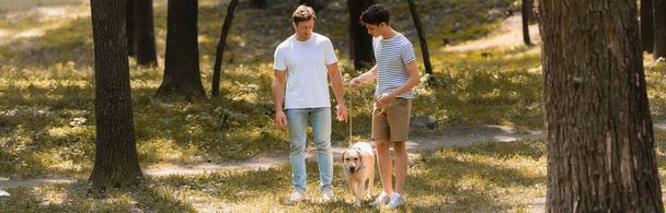 horizontal image of father and teenager son looking at golden retriever in park - Photo, Image