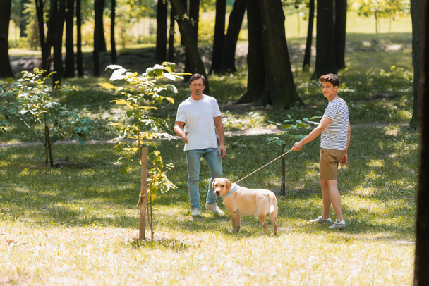 father near teenager son holding leash while walking with golden retriever in park - 写真・画像